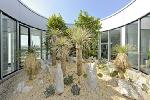 Mediterranter Patio yucca-rostrata kakteen kamelien