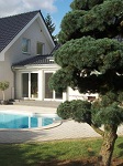 Pinus Gartenbonsai Berlin
