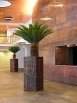 cycas revoluta rezeption hotelbegruenung