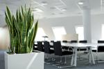 sanseveria fiberglas kubis buerobegruenung