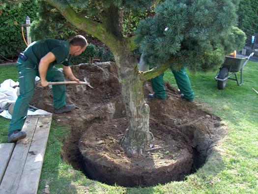 Bonsai Bodenloch