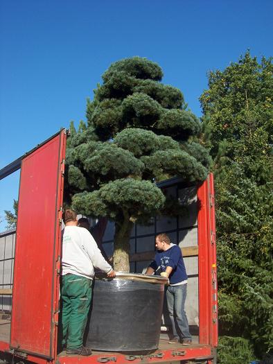 pinus bonsai transport entladung botanic-international