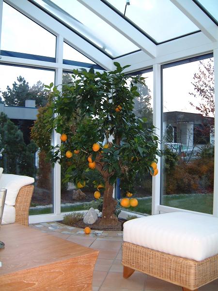 Orangenbaum wintergarten