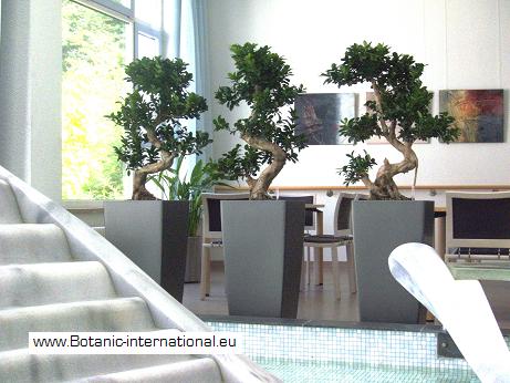 ficus microcarpa dreiergruppe bethesda stuttgart