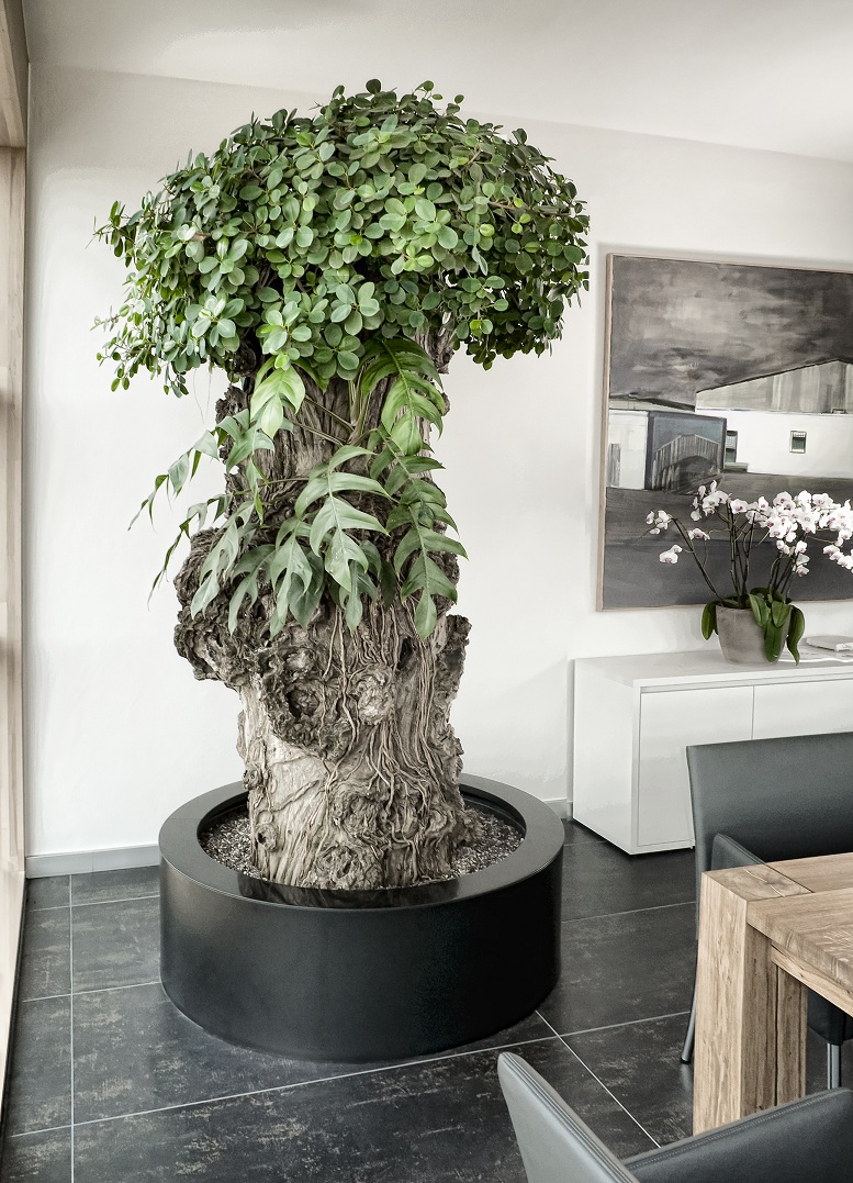 Pflanzen im Konferenzraum - Ficus pandurata auf Naturstamm - online kaufen Bueropflanze Ficus pandurata leipzig berlin muenchen frankfurt dortmund hamburg