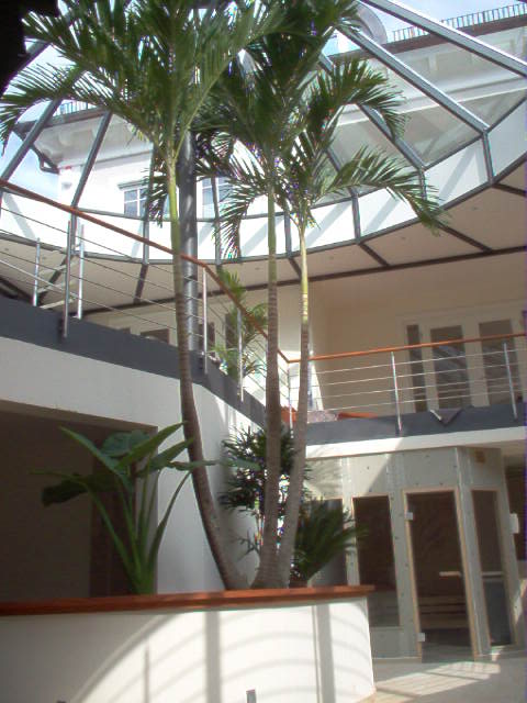 Veitchia Palmen eignen sich auch sehr gut im Hotel und Wellness Bereich Veitchia palme im wellness hotelpflanze