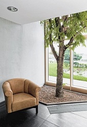 tamarindus_indica_hotel_lobby_plant_shop_online