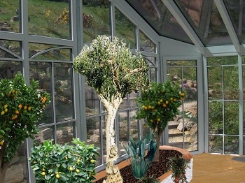 Photomontage of the plants in the winter garden when the conservatory is completed BEFORE planting