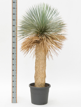 yucca rostrada kaufen170 cm