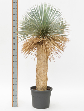 yucca rostrata kaufen yucca rostrada kaufen170 cm